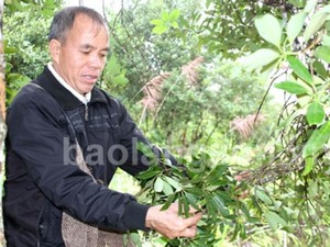 Dân cả huyện này &quot;trúng quả&quot; vụ cây cho quả khô thơm nức