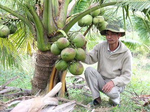 LẠ MÀ HAY: Trồng vườn dừa thơm mùi lá dứa, cứ đếm trái mà thu tiền