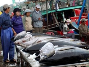 Việt Nam có thể trở thành &quot;đại gia&quot; xuất khẩu cá ngừ
