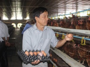 Làm giàu nông thôn: Nuôi 2 vạn gà đẻ siêu khỏe, lãi "khủng" 50 triệu/tháng