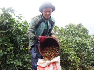 Triết lý "6 cây 2 con" đất nghèo Quảng Trị: Vực dậy cà phê Khe Sanh