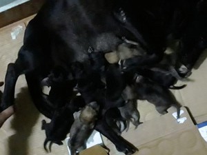 Chuyện lạ hiếm thấy: Một chó mẹ đẻ 11 chó con ở Quảng Ngãi