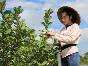 Hot girl 9X Đồng Tháp về quê trồng ổi Mỹ, mỗi năm bán 90 tấn trái