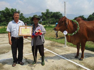 Chuyện lạ đời ở Quảng Nam: Trao vương miện hoa hậu cho... bò