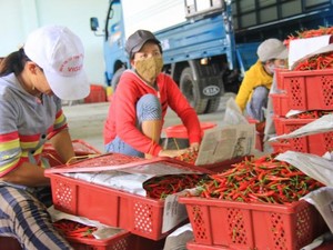 Malaysia ngừng nhập khẩu ớt của Việt Nam do dư lượng thuốc BVTV