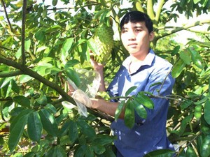 Chuyện "lạ" ở An Giang: Mang túi bọc hết trái cây, sâu đành "bó tay"