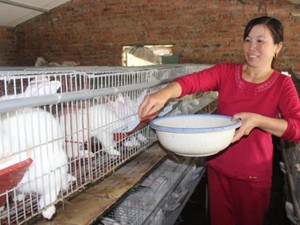 Bắc Ninh: Mỗi trang trại cho doanh thu bình quân 1,8 tỷ đồng/năm