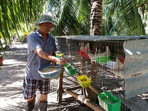 Bình Thuận: Nuôi chim câu ở gốc dừa, chim đẻ khỏe, dừa trái sai