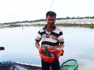 Quảng Nam: Nuôi tôm suýt vỡ nợ, nuôi cá mú háu ăn lại lãi nửa tỷ