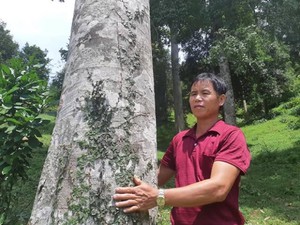 Bí ẩn cây trám độc nhất vô nhị “đẻ ra tiền” ở miền biên viễn xứ Lạng