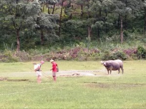 Ở nơi này, đàn trâu nhà biến thành trâu hoang, dân vừa bắt vừa sợ