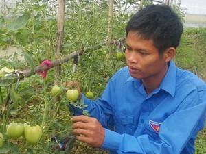 Ninh Bình: Kỹ sư 8X bỏ về quê trồng rau an toàn chỉ lo "cháy hàng"