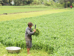 Sự thật đau lòng: Rau muống VietGAP phải bán với giá rau thường