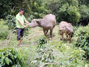 Nơi "khỉ ho cò gáy", dân khấm khá lên nhờ chăn nuôi trâu, bò sinh sản