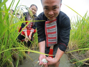 Du khách lội bắt cá chép trên ruộng bậc thang Hoàng Su Phì