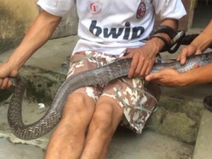Tuyên Quang: Bắt sống rắn hổ mang siêu khủng dài hơn 2m, nặng 2,6kg