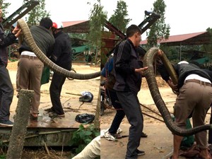 Dựng tóc gáy 5 thanh niên bắt sống hổ mang chúa 20 kg ở Vĩnh Phúc
