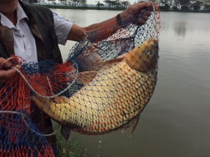 Nín thở: Cao thủ giật cùng lúc 4 cần câu cá chép trên sông Đồng Nai