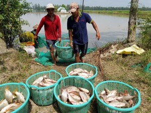 Mùa nước nổi Hậu Giang, các loại cá giống, kể cả cá đồng đều tăng giá 10% khi dân nuôi cá ruộng - Ảnh 6.