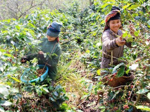 Cà phê Sơn La thơm mùi hoa, ít vị đắng sắp tấn công "chợ" thế giới