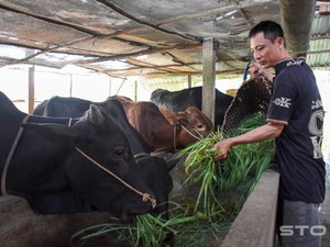 Ở đây, dân khấm khá lên nhờ nuôi vỗ béo bò Tây