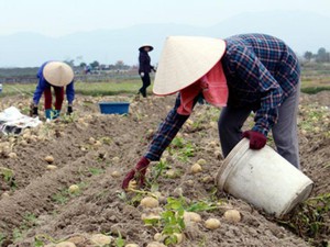 Trồng khoai tây theo đơn “đặt hàng”, chẳng phải lo đầu ra