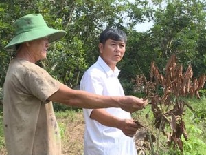 Vĩnh Long: Hoang mang nghi án đổ dầu hỏa &quot;thiêu chết&quot; vườn chôm chôm