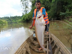 Ly kỳ hành trình ngược sông Đồng Nai hồi hộp săn cá trèn mỏng dính