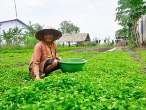 Ở Kiên Giang, dân trồng mít ruột đỏ thành công, hễ cắt bán là thương lái tranh nhau mua - Ảnh 4.