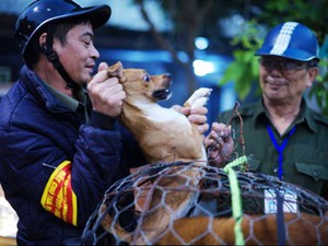 Trăn trở của người "săn" chó thả rông chuyên nghiệp tại Hà Nội