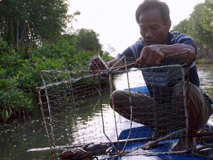 Muôn cách "săn" cua "đệ nhất ngon" ở Cà Mau: Từ móc đến đặt rập lú
