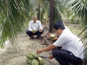 Làm giàu ở nông thôn: Trở thành tỷ phú nhờ dừa xiêm xanh