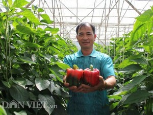 Lâm Đồng: U50 làm giàu nhờ trồng ớt chuông trái đỏ như son