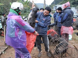 Độc đặc sản lợn "cắp nách" ở chợ phiên vùng cao nơi núi rừng Sơn La