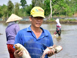 Ở Kiên Giang, dân trồng mít ruột đỏ thành công, hễ cắt bán là thương lái tranh nhau mua - Ảnh 3.