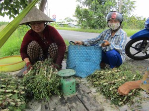 Cả làng đổi đời nhờ thả loài rau lớn như thổi, hái quanh năm