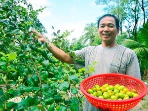 Kiên Giang: Khá giả nhờ nuôi dê ăn lá táo, phân dê bón cây táo, trái ngọt giòn