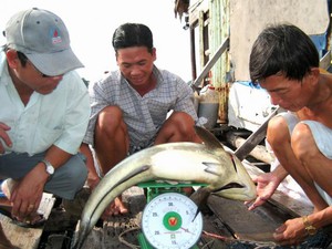 Kiên Giang: Làng biển đổi đời nhờ nuôi loài "cá bạc tỷ"