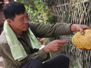 Ly kỳ chuyện săn mật của loài ong hung dữ nơi rừng Tây Yên Tử