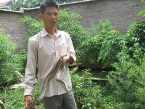 Vĩnh Phúc: Thành triệu phú nhờ nuôi rắn ráo, vịt trời