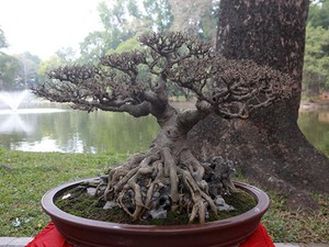 Dàn cây bonsai "nhỏ mà có võ” ở Hà Nội, có cây lên tới hàng tỷ đồng