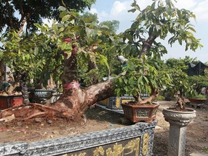 “Đột nhập” vườn mai vàng Yên Tử cổ thụ của đại gia Quảng Ninh