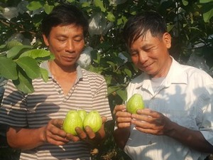 Ninh Bình: Cả làng ăn nên làm ra, giàu lên nhờ trồng ổi lê Đài Loan
