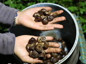 Đồng Nai: Đêm hôm dân lọ mọ "săn" loài ốc kỳ lạ này để làm gì?