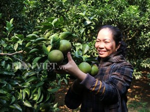 Dân Cao Phong hốt bạc tỷ từ giống cam lòng vàng