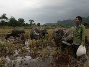 Đắk Lắk: Lão du mục lang thang sở hữu đàn trâu 1 tỷ đồng là ai?