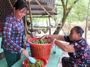 An Giang: Đặc sản mùa nước nổi-trái cà na bán chạy như tôm tươi