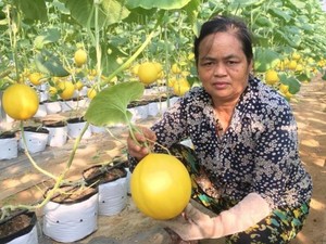 Thanh Hóa: Bỏ nửa tỷ đồng ra trồng loại dưa vàng đẹp như phim