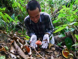 Quảng Nam: Loài nấm được xem là “thần dược” trồng ở đâu?