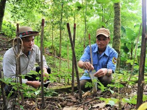 Quảng Nam: Kỳ công bảo tồn "quốc bảo" sâm Ngọc Linh trên đỉnh mây mù